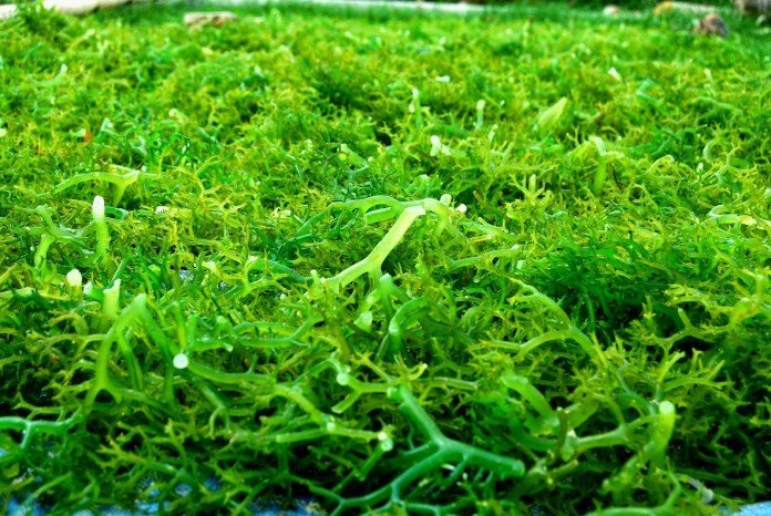 Potensi Rumput Laut di Maluku Tenggara