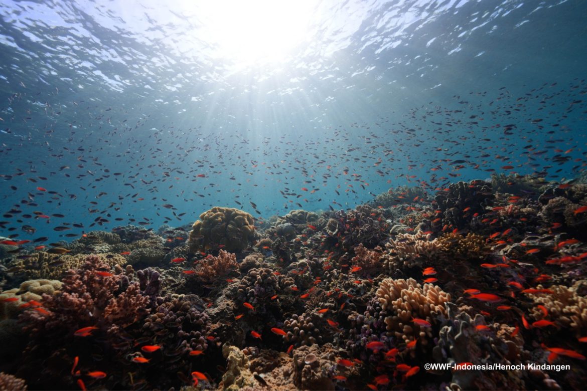 KKP Ungkap Keajaiban Biota Kunci Kepulauan Romang–Damer Maluku Barat Daya