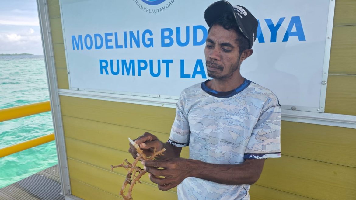 Penyakit Ice-ice Muncul Pembudidaya Rumput Laut di Ohoidertawun Gagal Panen