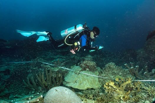 KKP Perkuat Konservasi Laut Papua, 162 Ribu Hektare Perairan Maksegara Ditetapkan