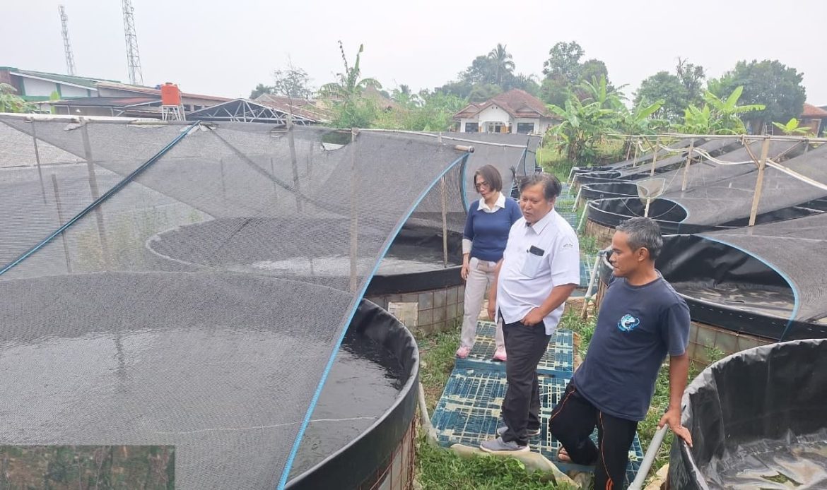 Dana Bergulir KKP Nyalakan Lagi Budi Daya Lele Sukabumi, Rantai Benih Ikut Bergerak
