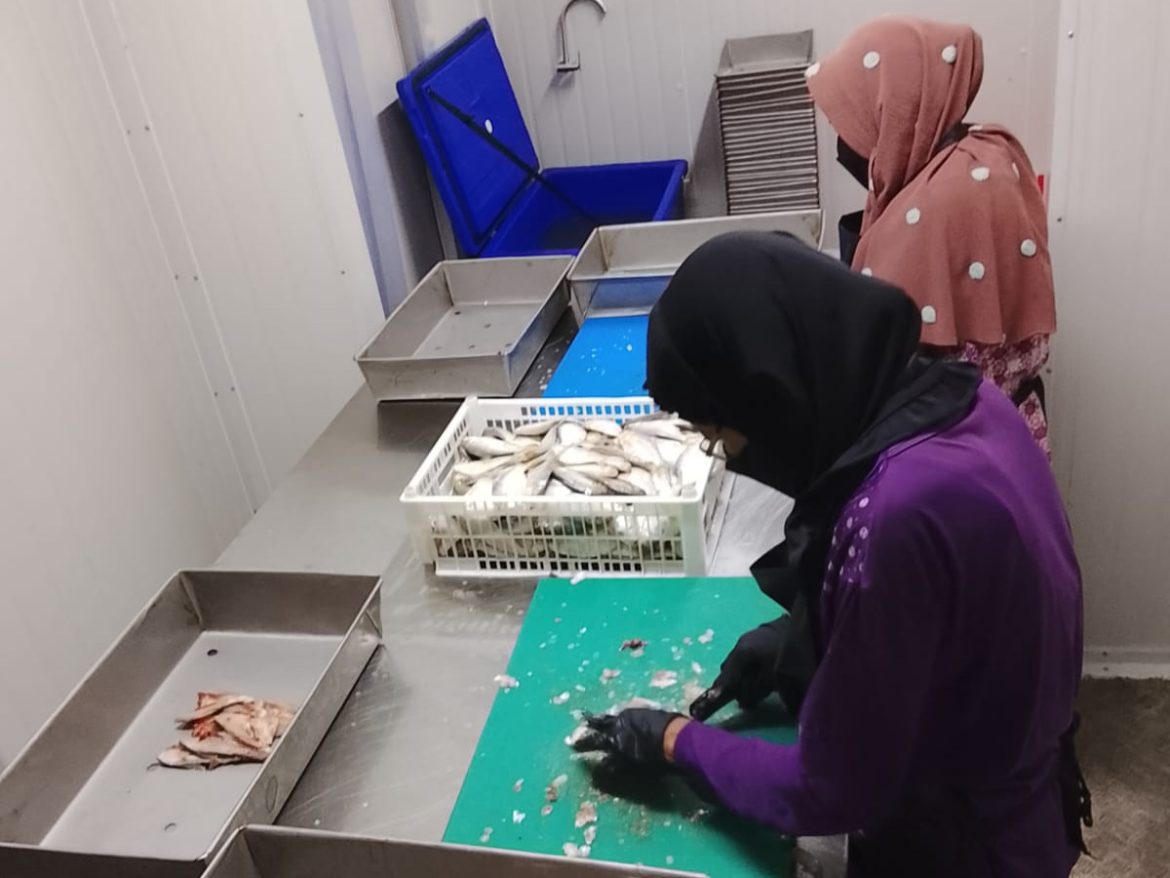 KNMP Ketapang Dorong Hilirisasi Ikan, Nilai Jual Fillet Tembus Rp14 Ribu per Kilogram