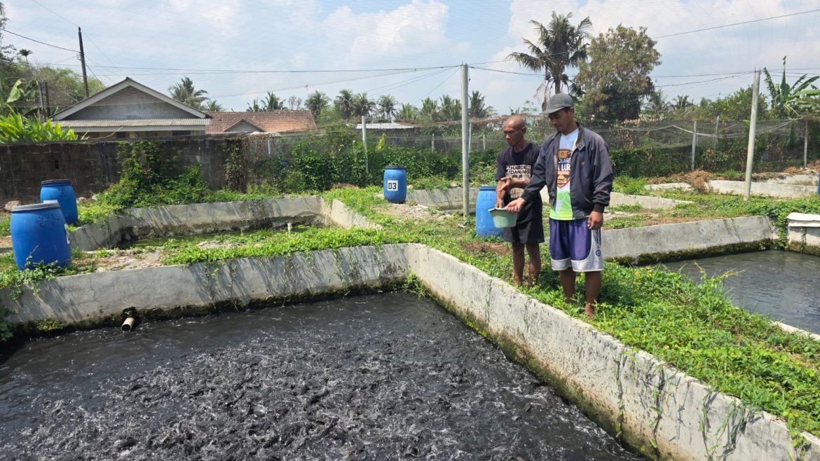 Bangkit dari Krisis, Murdiman Kembangkan 200 Kolam Lele dan Perluas Pasokan untuk MBG